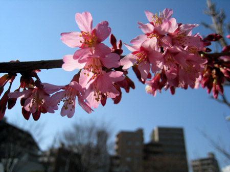 寒桜.JPG