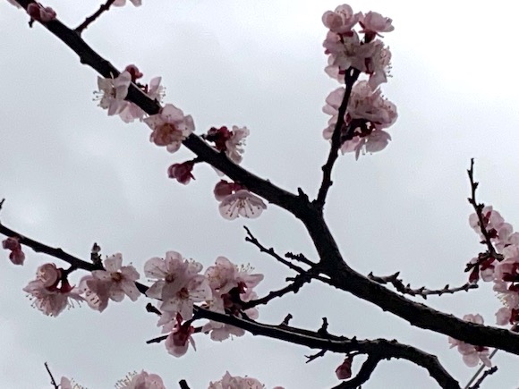桜１.jpeg