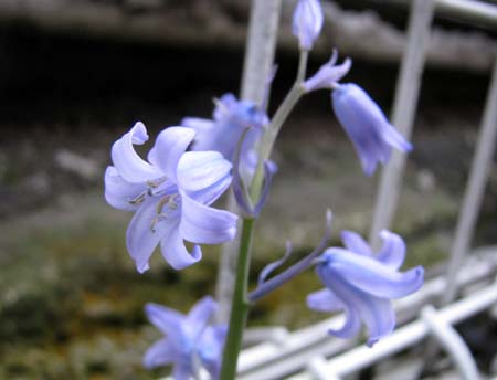 薄紫の花.JPG