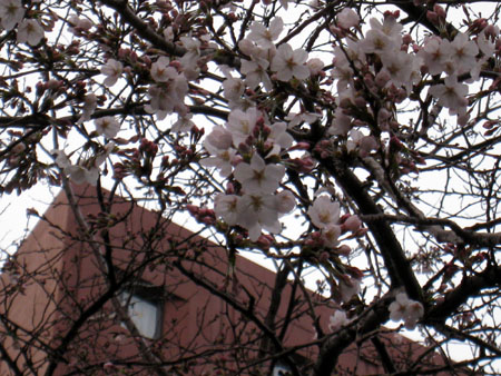 見上げる桜.JPG